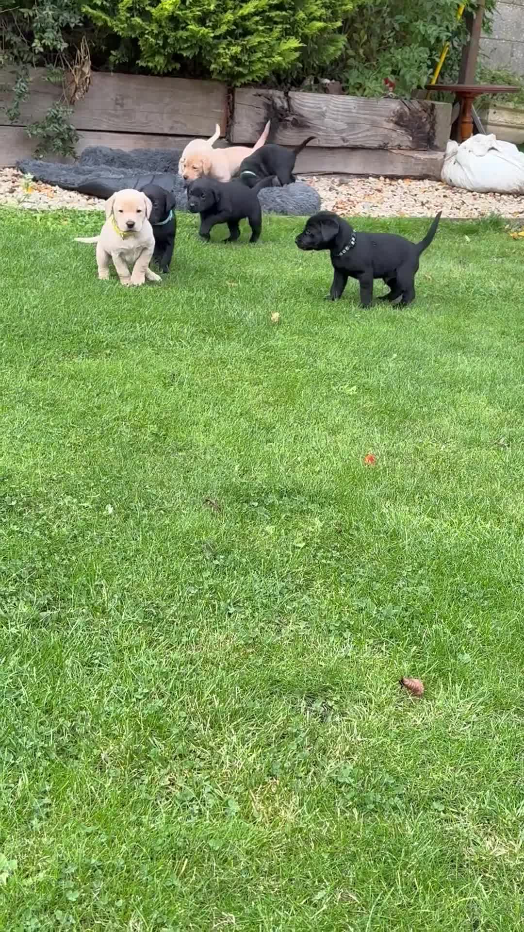 Labrador Retriever dogs for sale: Labrador Puppies - Video 1