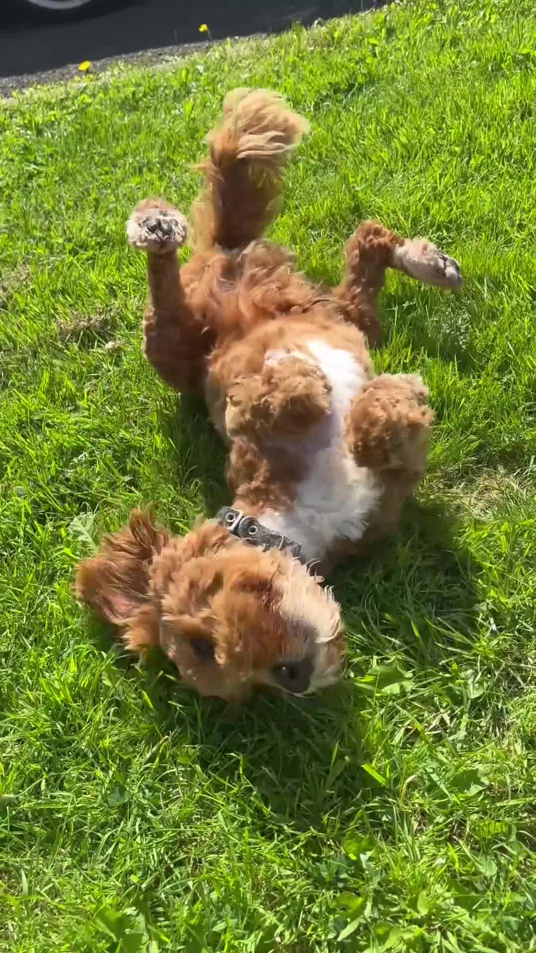 Cockapoo dogs for sale: Cockapoo pup  - Video 1