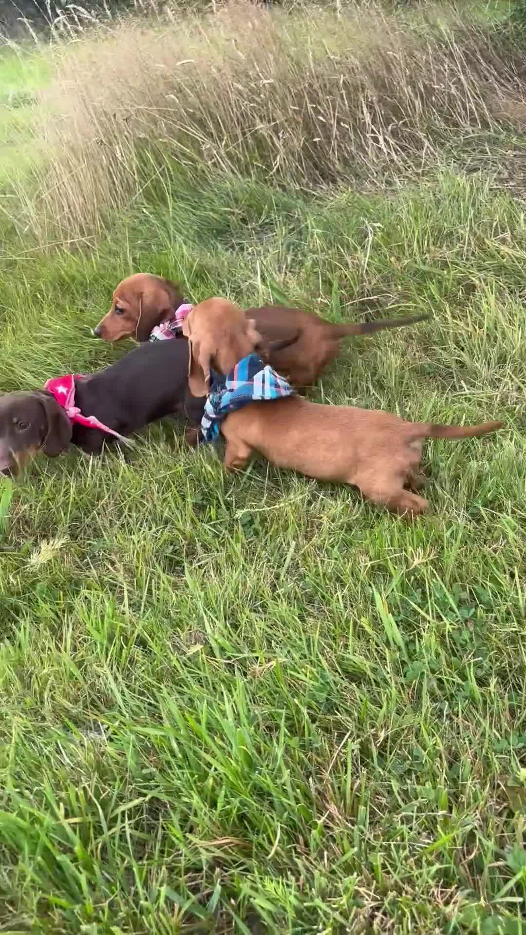 Miniature Dachshund dogs for sale: BEAUTIFUL KC REG & PRA CLEAR MINIS - 0% inbreeding - Video 2