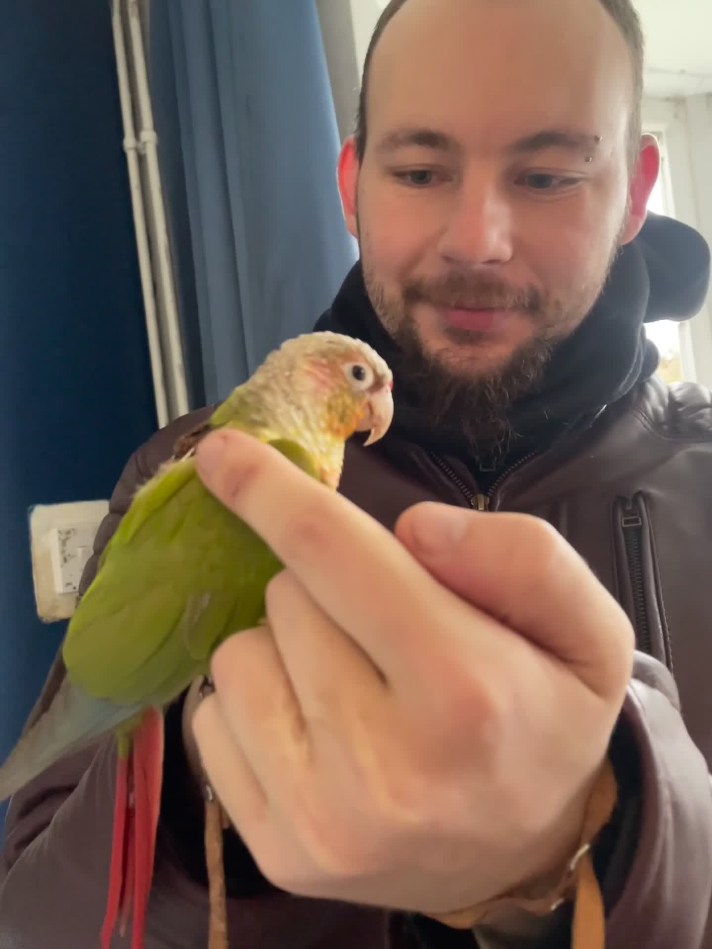 Parrots birds for sale: Green cheeked conure + big cage  in Havant - Video 1