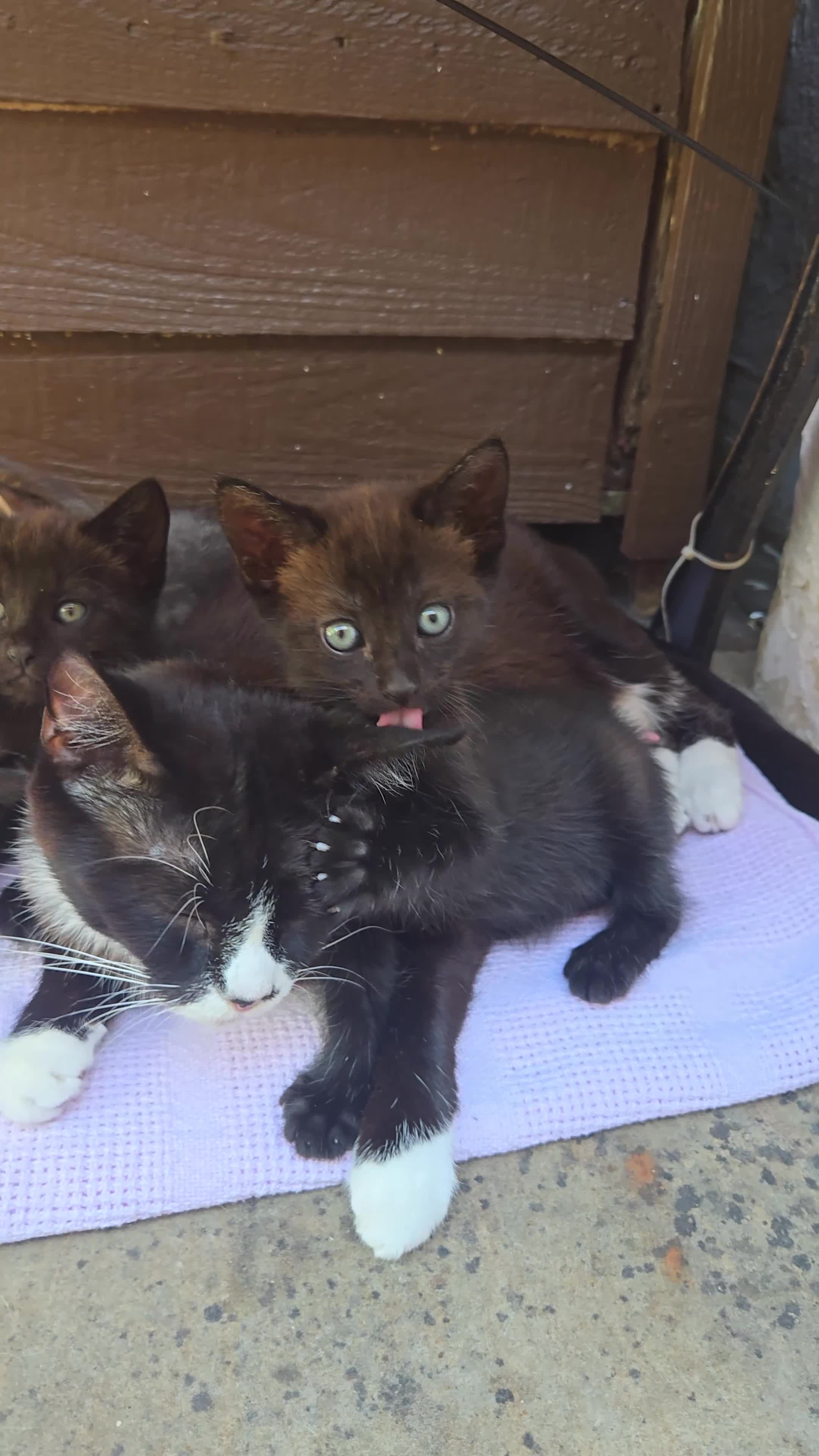 Mixed Breed cats for sale: Black kitten - Video 1