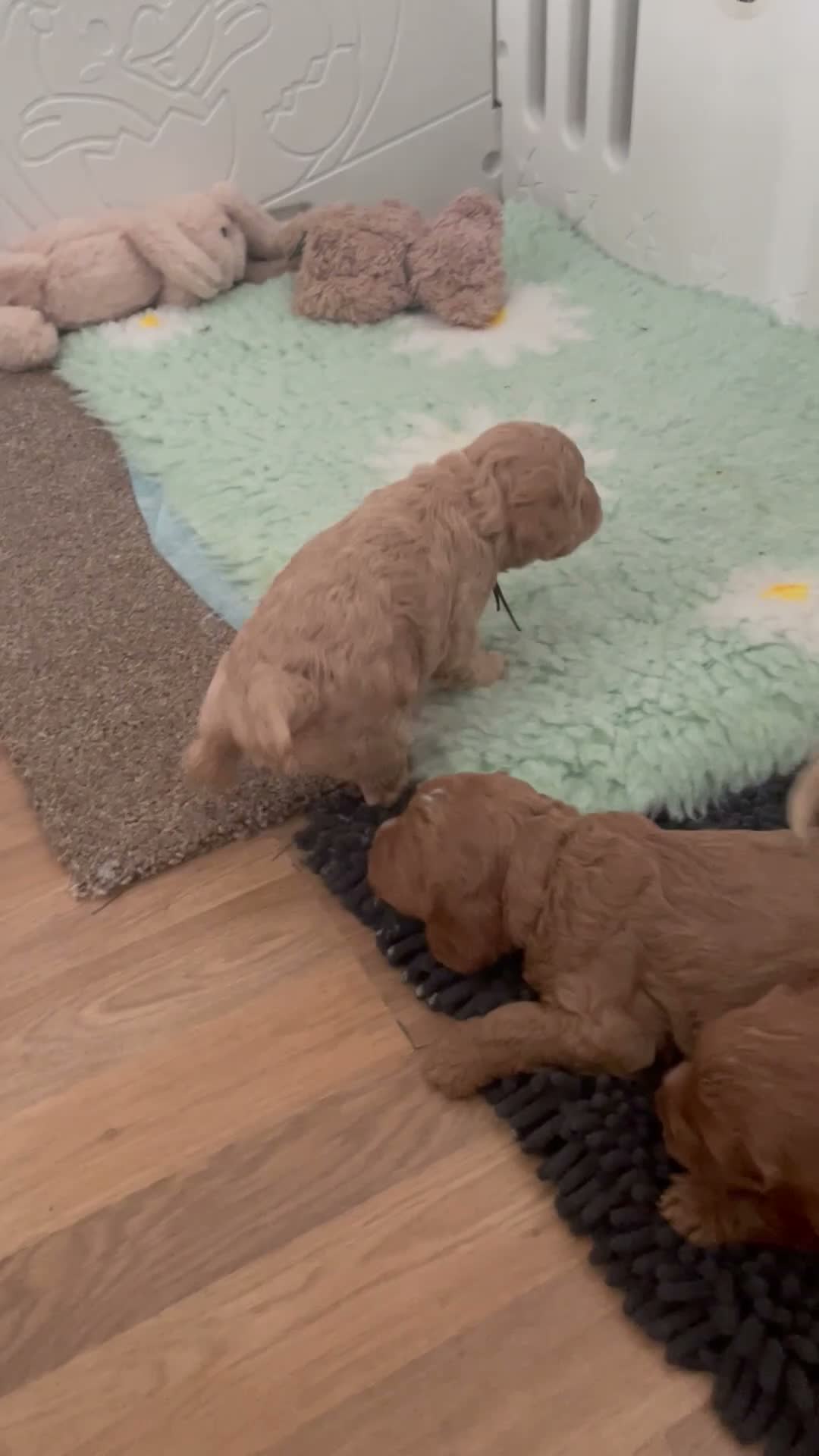 Cockapoo dogs for sale: Miniature cockerpoo puppies in Southampton - Video 2
