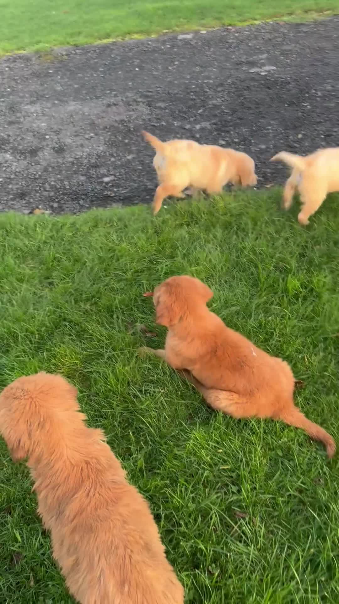 Golden Retriever dogs for sale: KC health checked outstanding temperaments  - Video 1