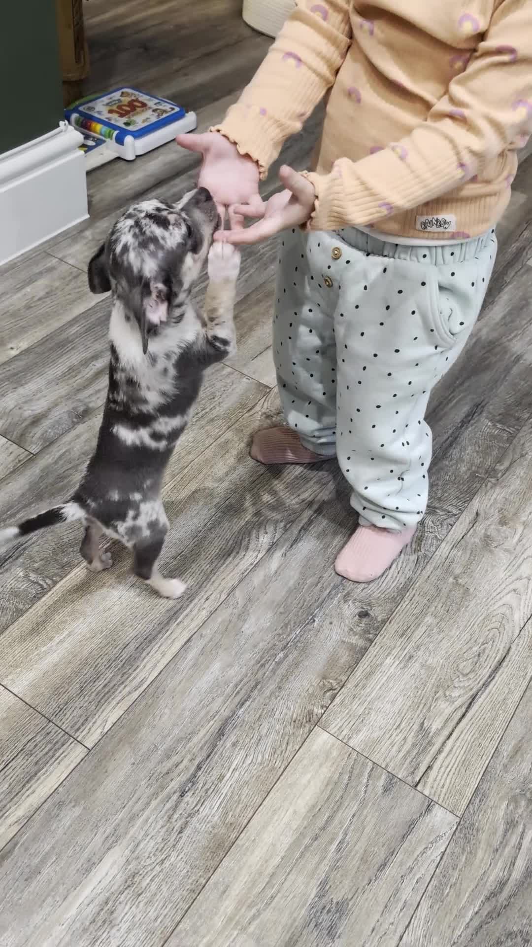 Chihuahua dogs for sale: Loving Home Needed for our blue eyed boy - Video 1