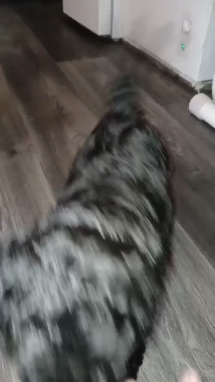 Sheepadoodle dogs for sale: F1b mini sheepadoodles  - Video 3