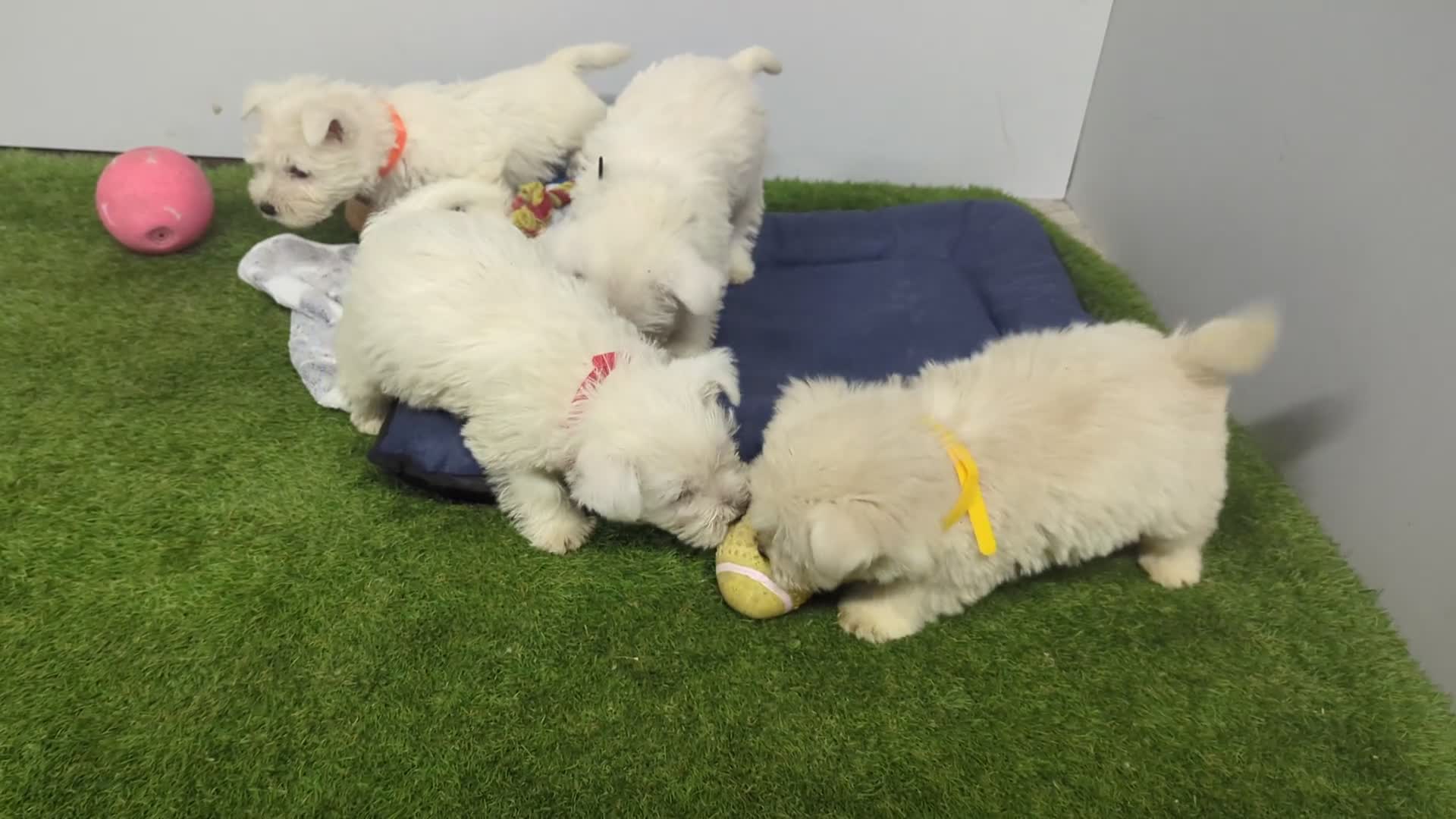 West Highland Terrier dogs for sale: West Highland Terrier puppies  - Video 1