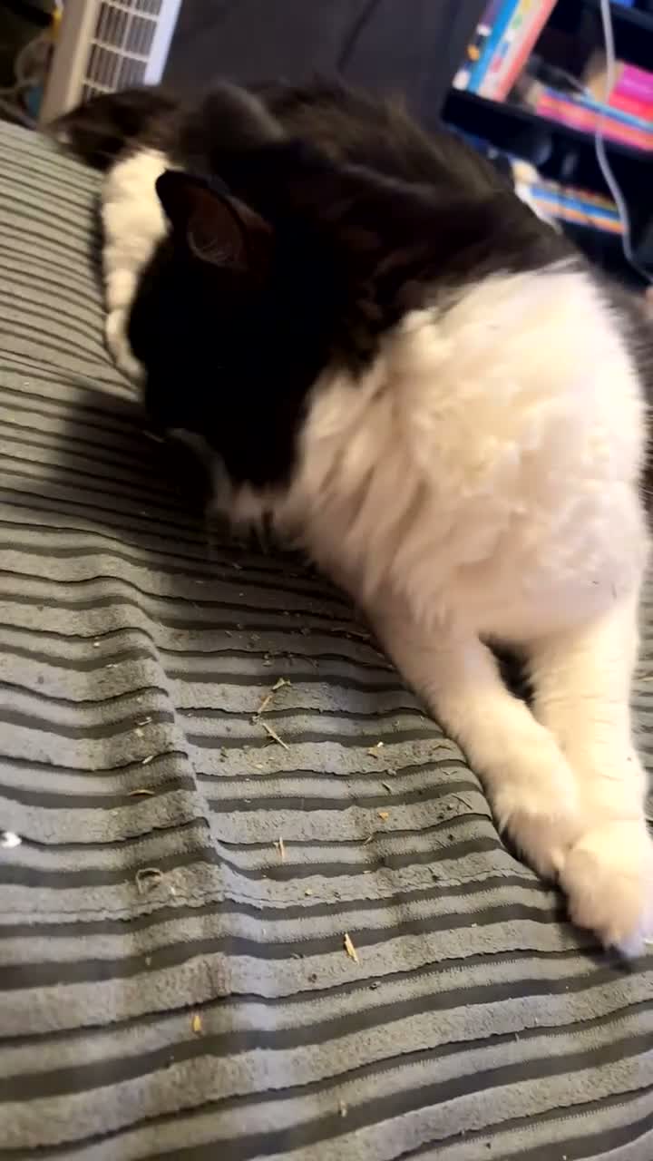 Ragdoll cats for sale: Rei Rei the Ragdoll - Video 5