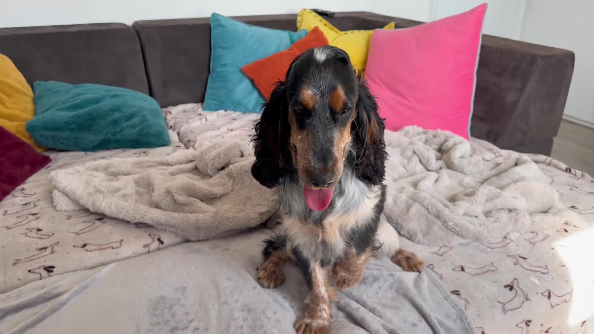 Cocker Spaniel dogs for sale: Kc reg show cocker spaniel girl - Video 1