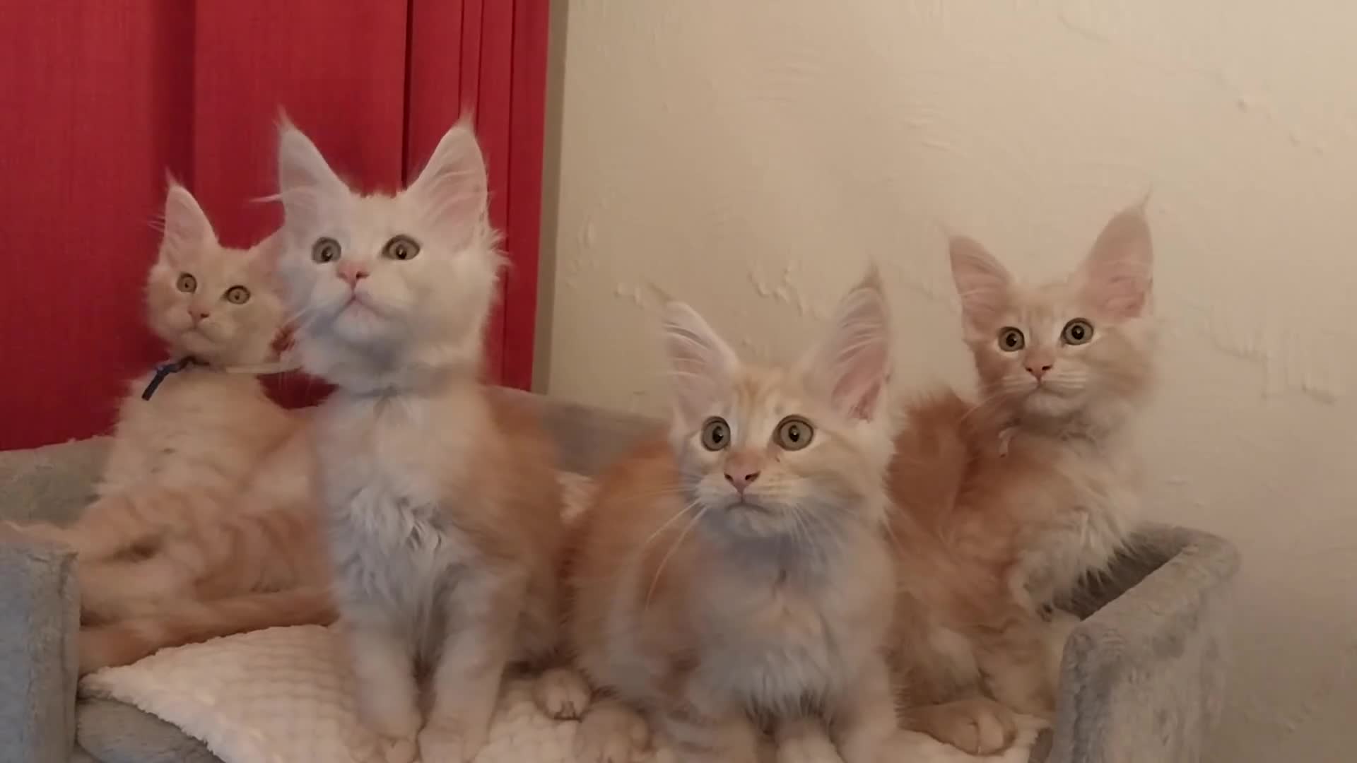 Maine Coon cats for sale: TICA Reg Maine Coon Kittens. Red. Tortie. White - Video 3