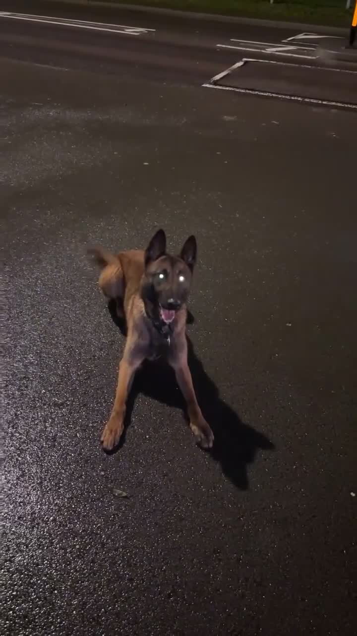 Belgian Shepherd Dog dogs for sale: Belgian malinios  in Birmingham - Video 2