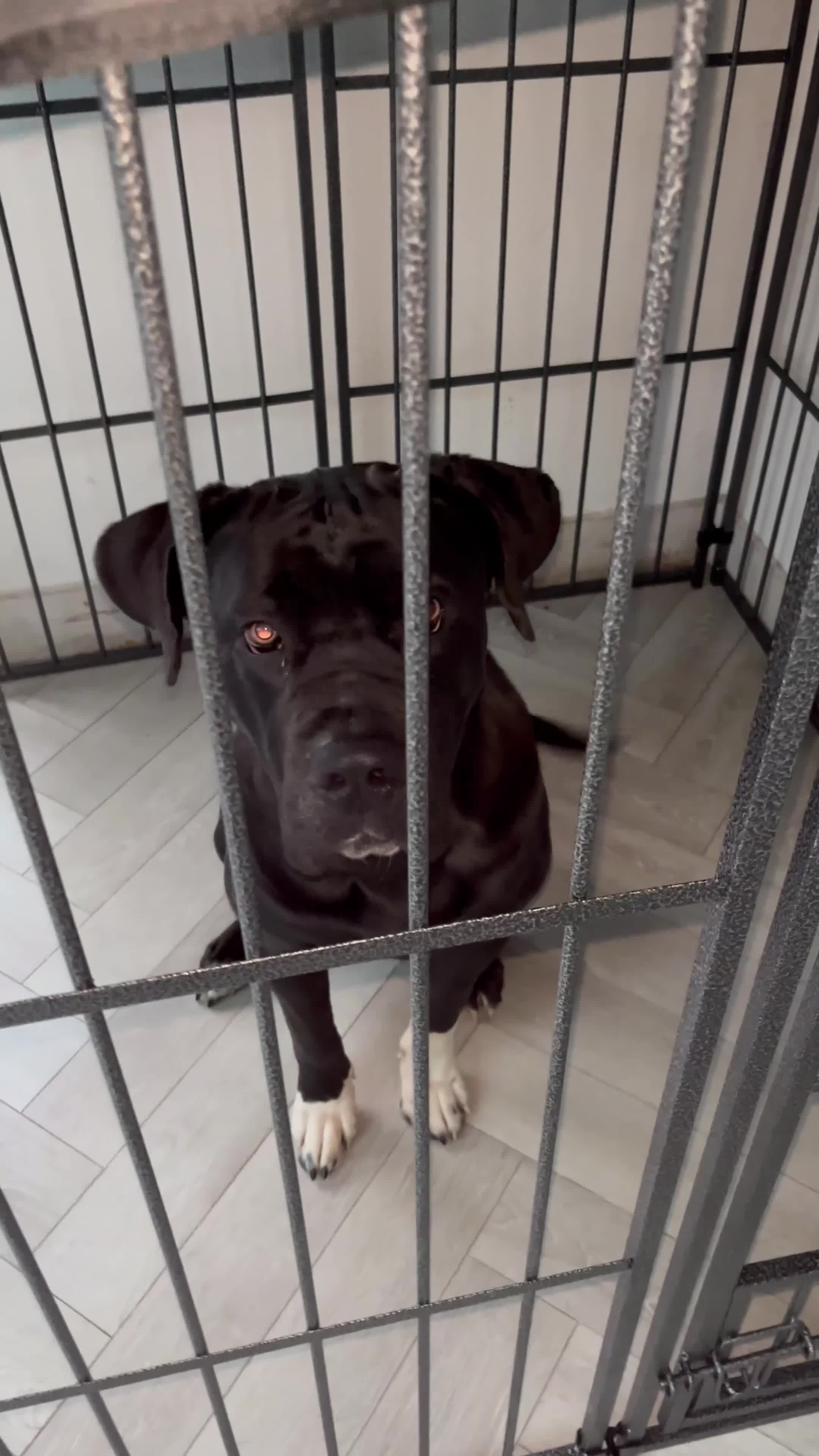 Mixed Breed dogs for sale: Cane corso x Rottweiler  - Video 2