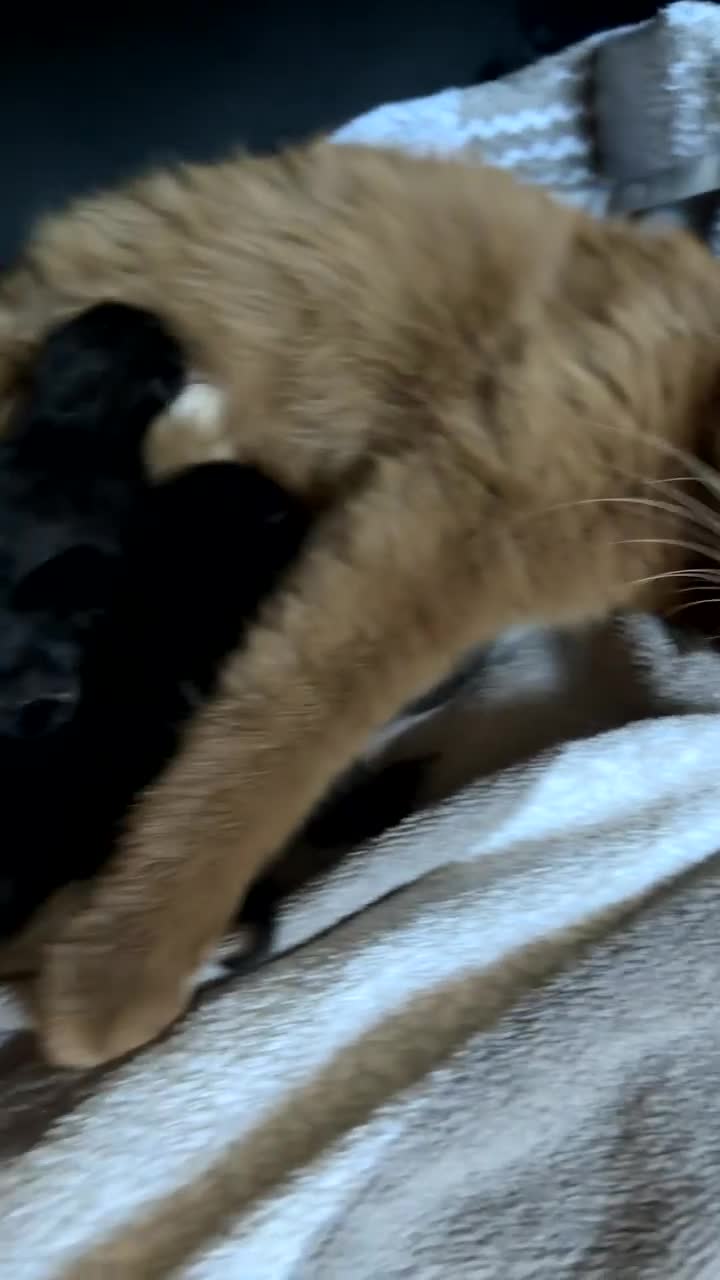 Brazilian Shorthair cats for sale: Champion cinnamon short hair in Burton-on-Trent - Video 2