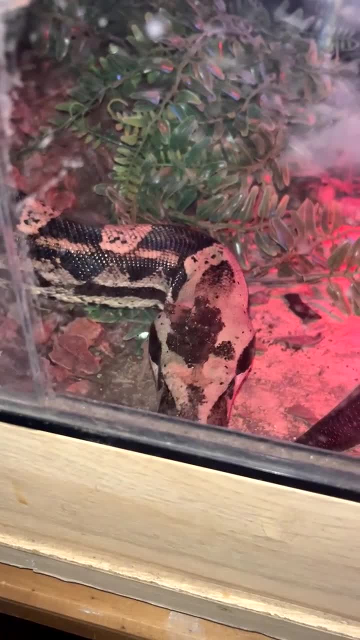 Boa Snake reptiles for sale: Boa imperator - Video 1