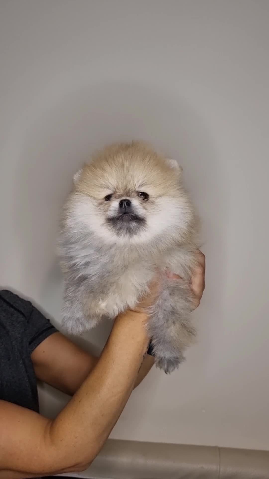 Pomeranian dogs for sale: CHAMPION BLOODLINE 3 female 1 male - Video 1