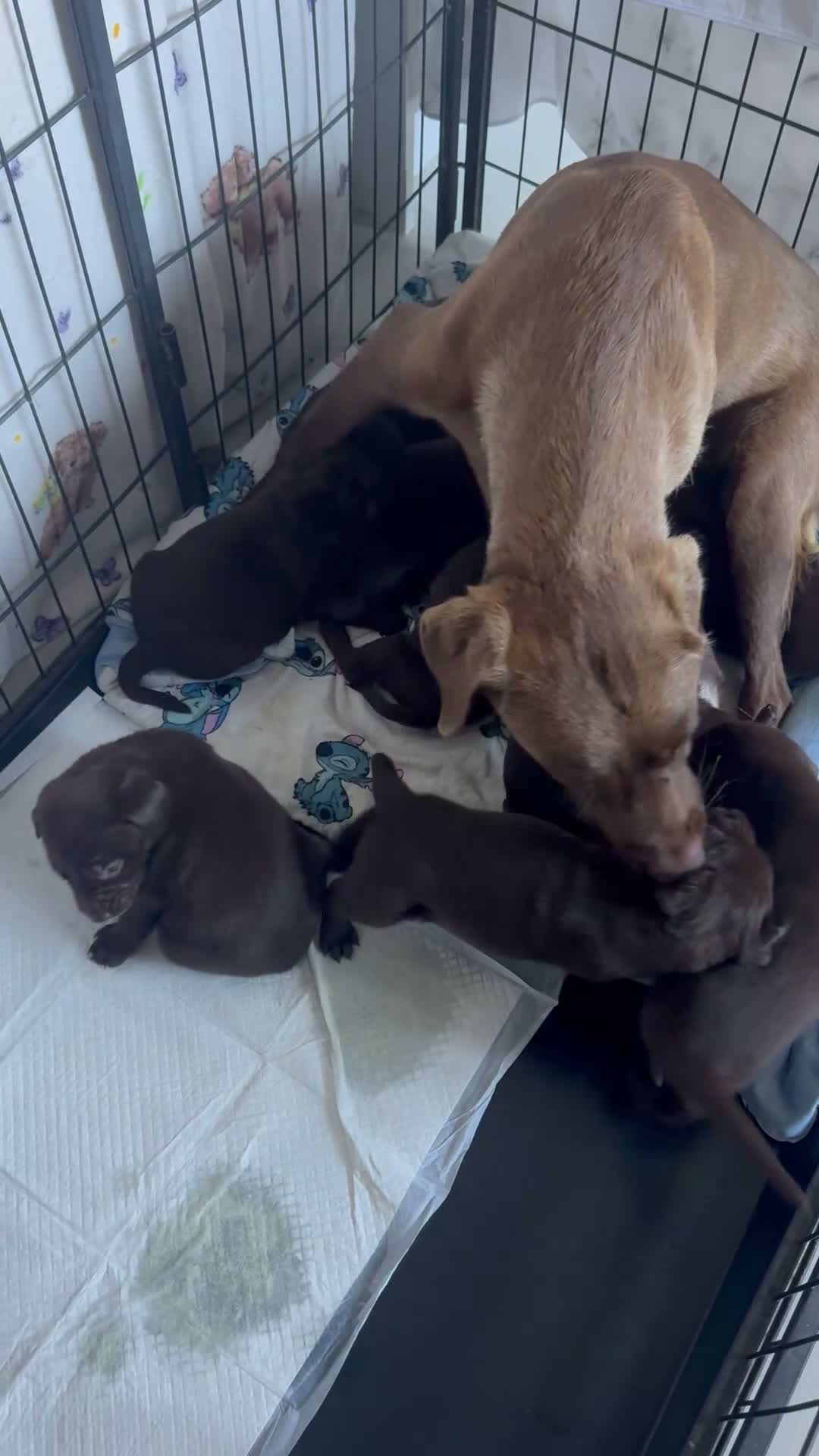 Labrador Retriever dogs for sale: Chunky chocolate Labrador puppies  - Video 2