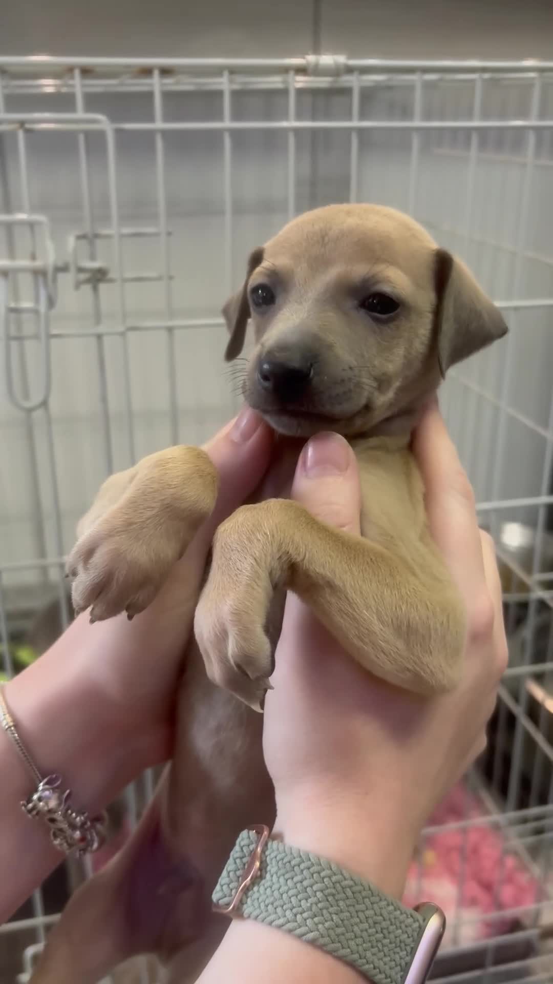 Mixed Breed dogs for sale: Italian greyhound 3/4 and 1/4 whippet puppies  - Video 3