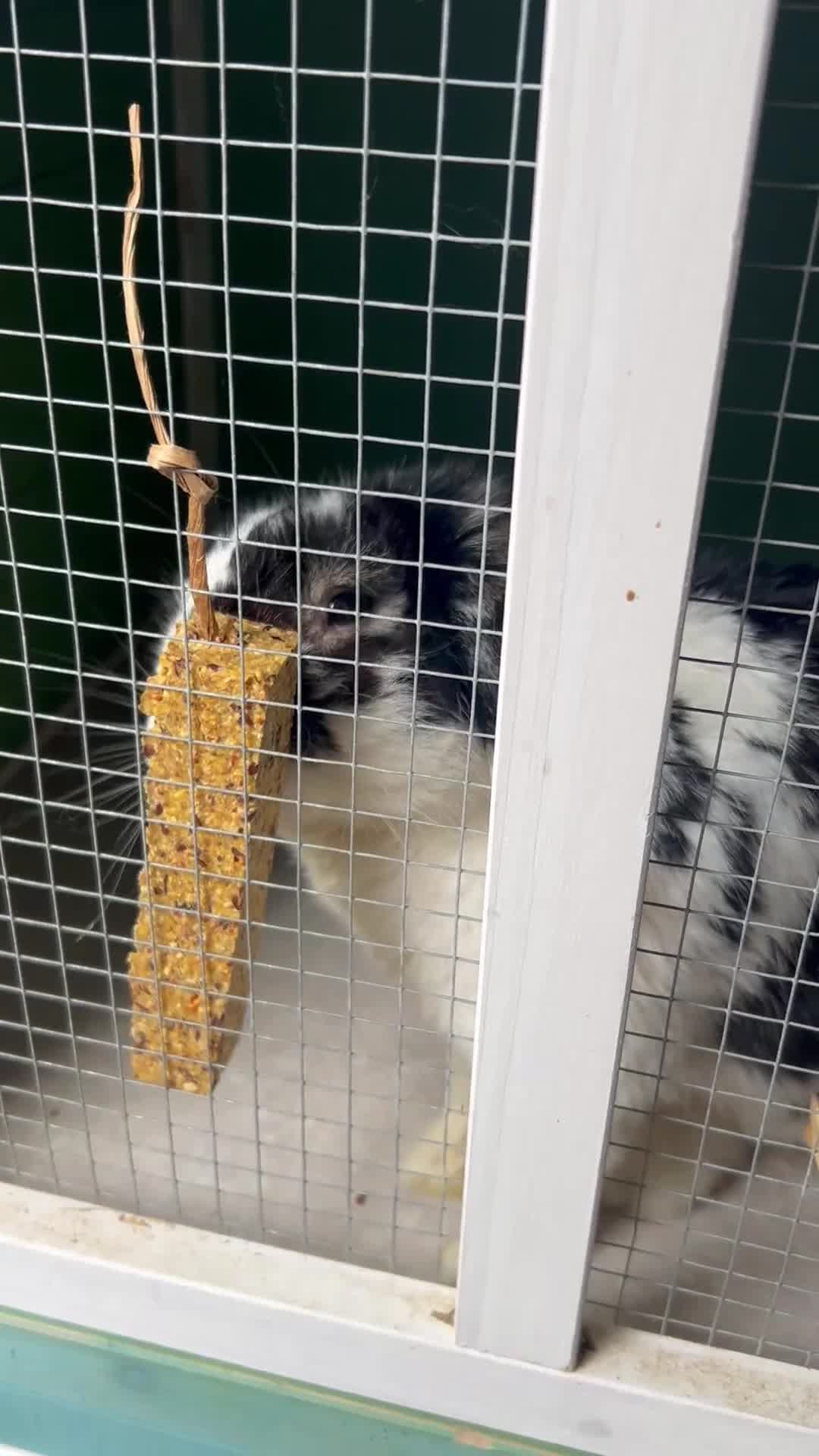 Mini Lop rabbits for sale: Male mini lop rabbit  - Video 1