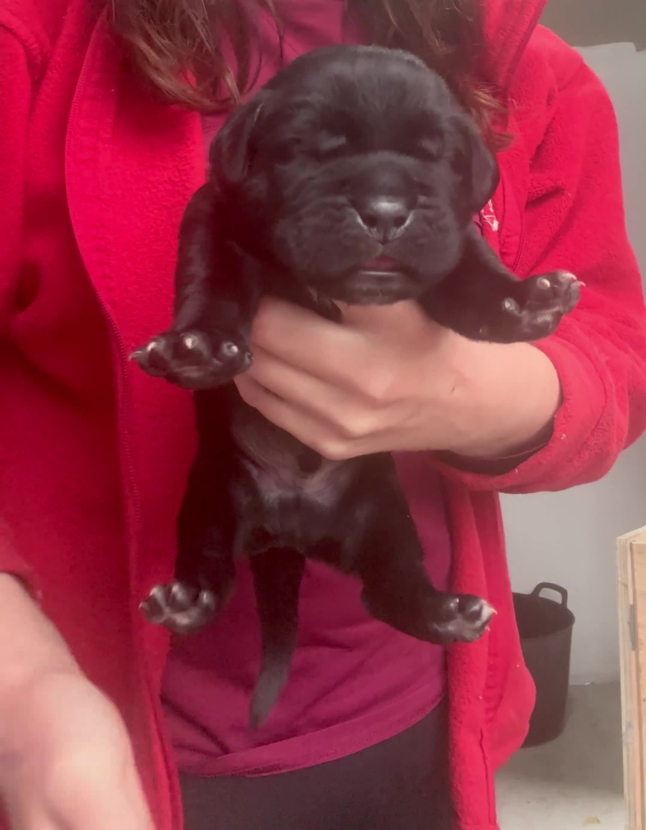 Cane Corso dogs for sale: Cane corso  - Video 3