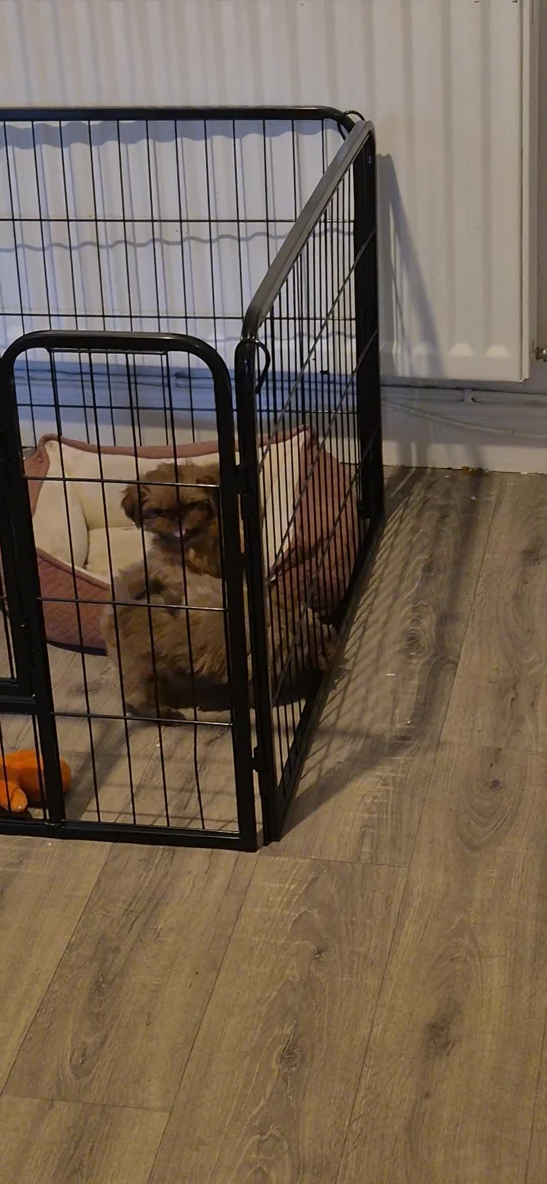 Shih Tzu dogs for sale: Last Karashishi imperial boy available ❤️ - Video 3