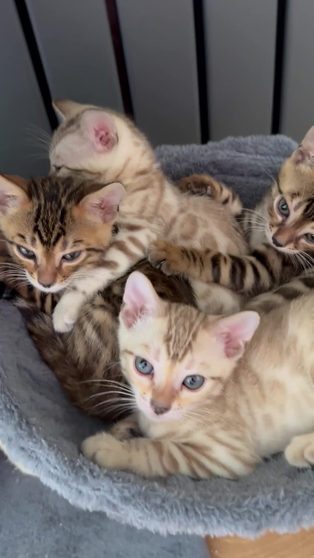 Bengal cats for sale: Bengal - Video 1