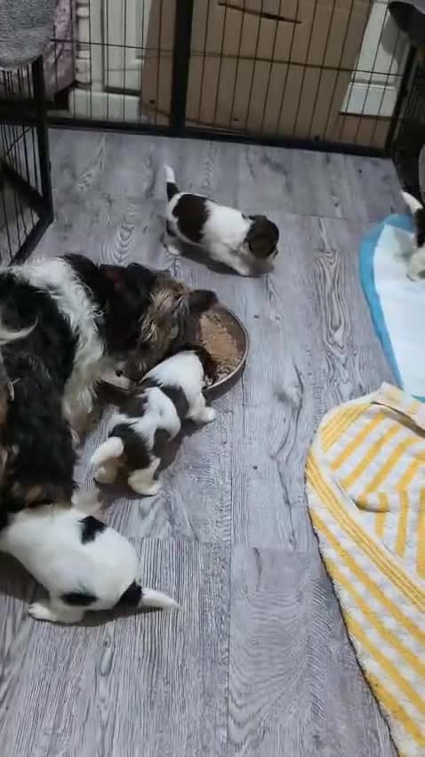 Yorkshire Terrier dogs for adoption: 💙🐶 YORKIE CROSS (BIEWER) PUPPIES 🐶💙 - Video 2