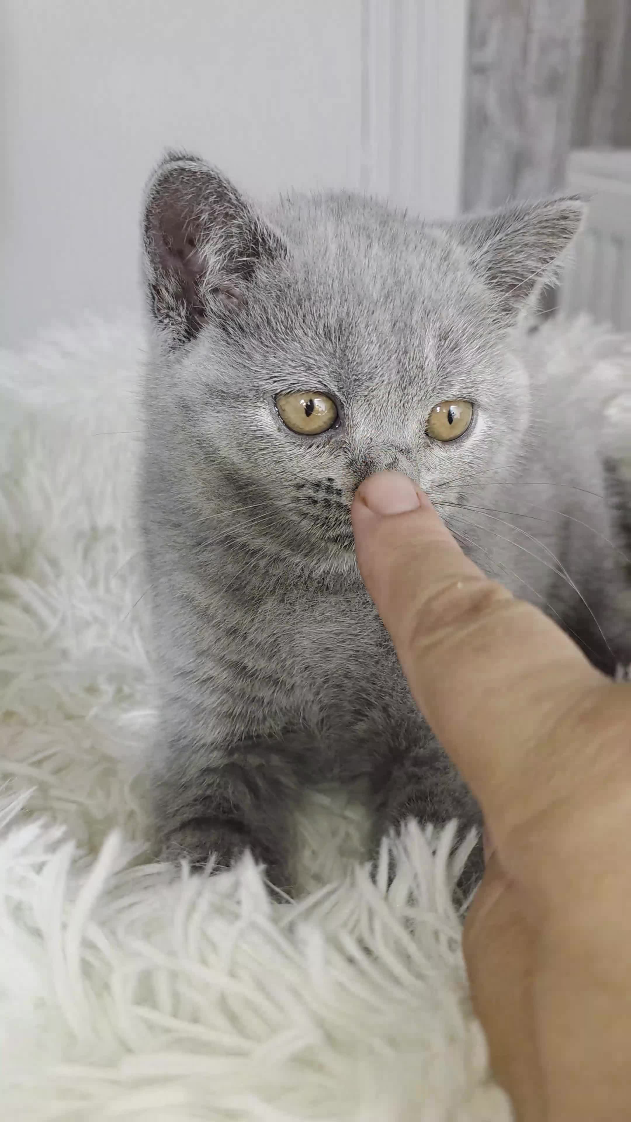 British Shorthair cats for sale: 2Brown ,1 grey BSH kittens for rehoming - Video 3