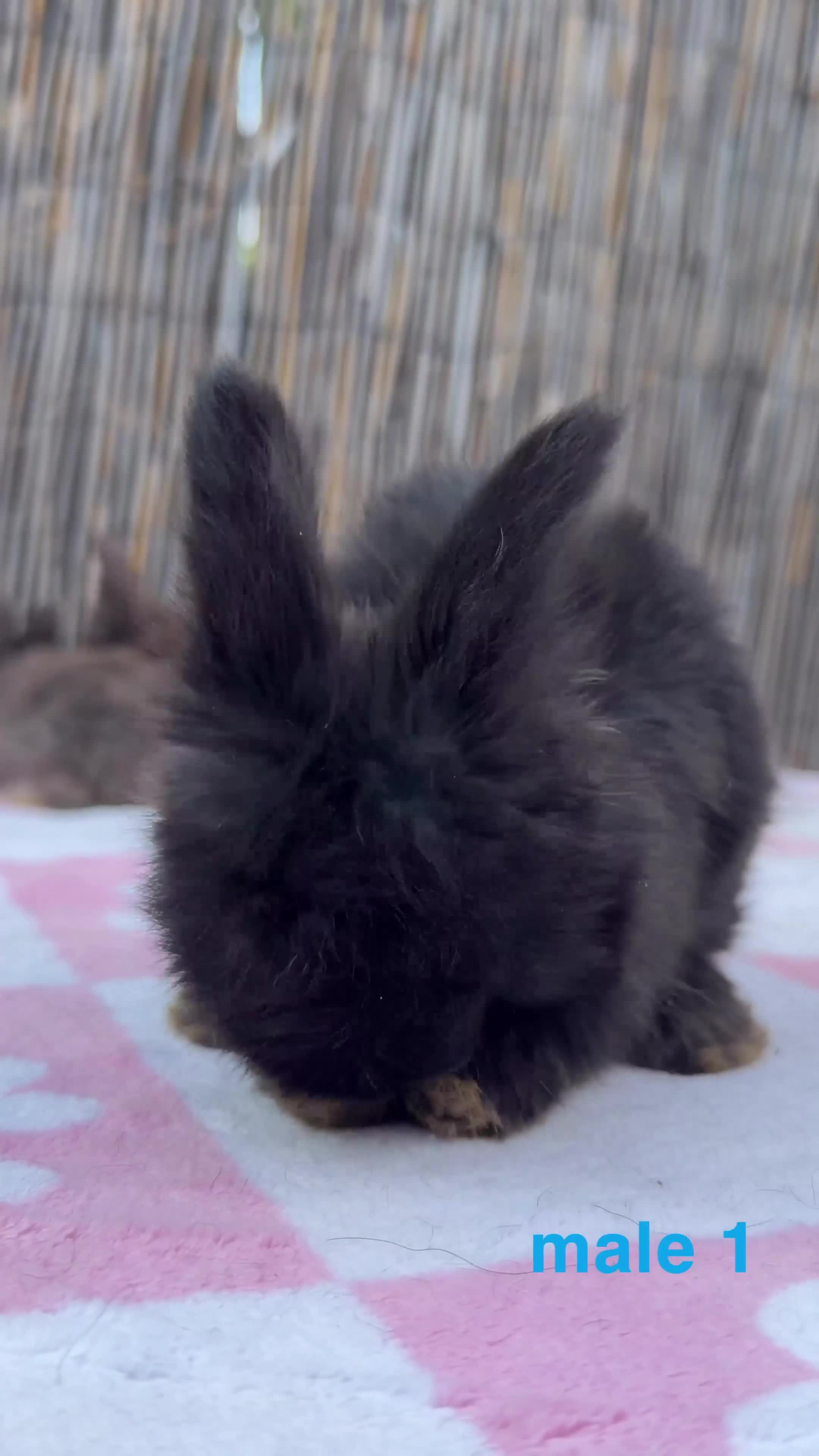 Angora rabbits for sale: pedigree english angoras  - Video 1