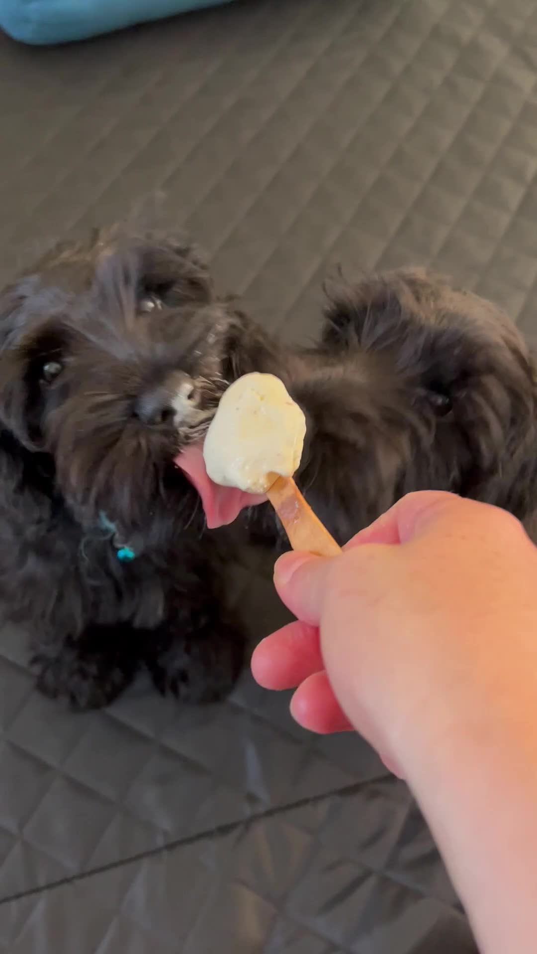 Miniature Schnauzer dogs for sale: Black pedigree miniature schnauzer - Female - Video 1