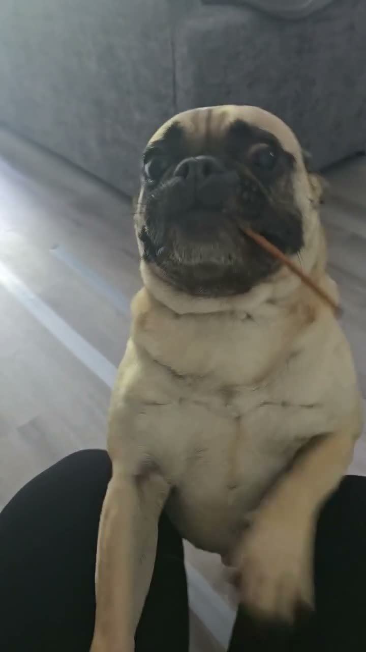 Frug dogs for sale: 4 year old Frug - Video 1
