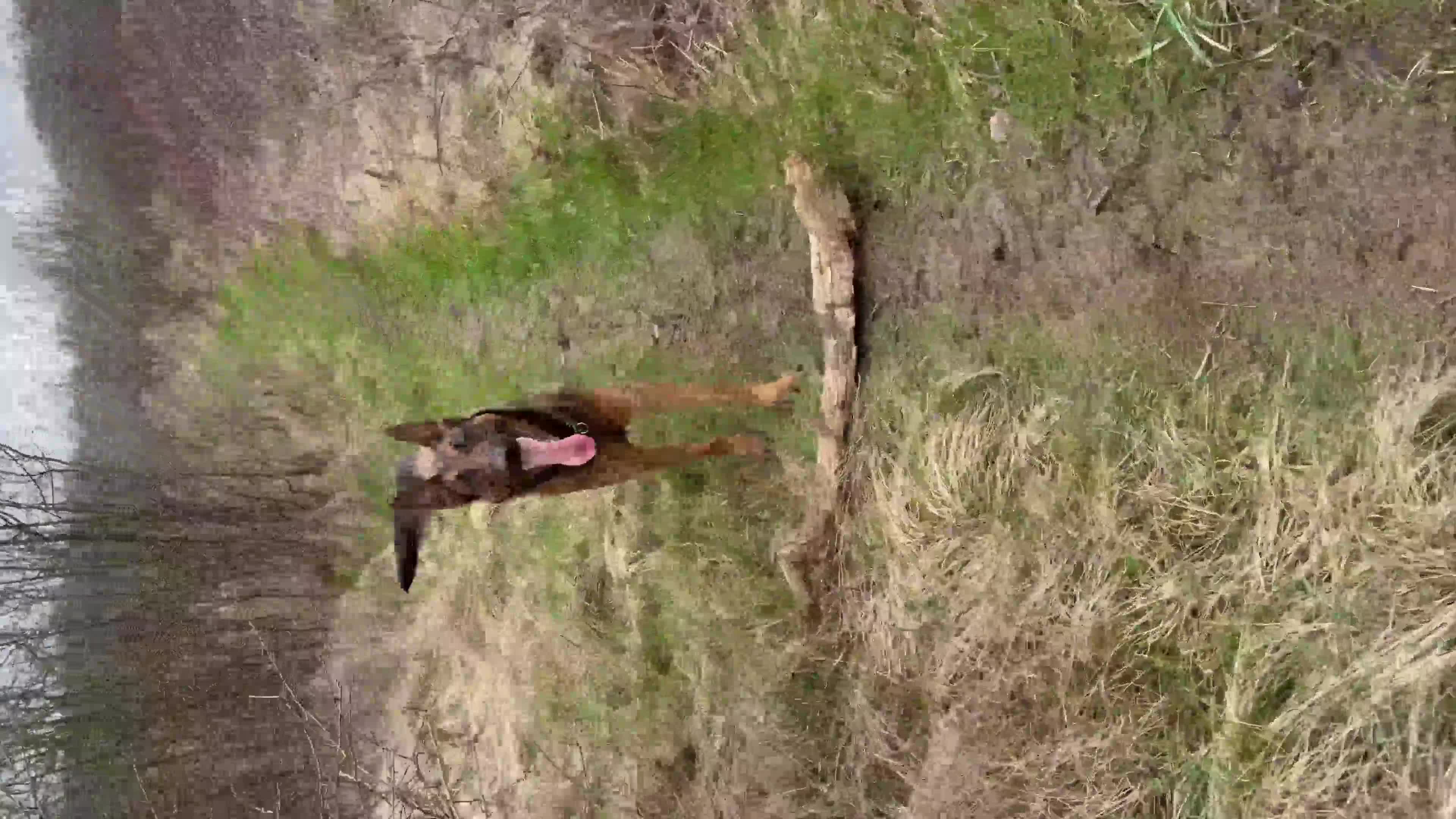 Belgian Shepherd Dog dogs for sale: Femele  - Video 1