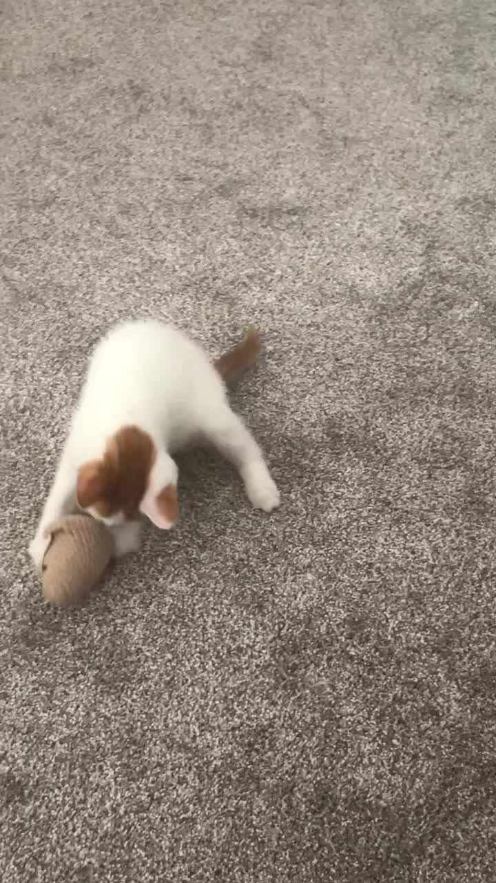 Mixed Breed cats for sale: 8 Week Old Kitten ready for forever home in Manchester - Video 3