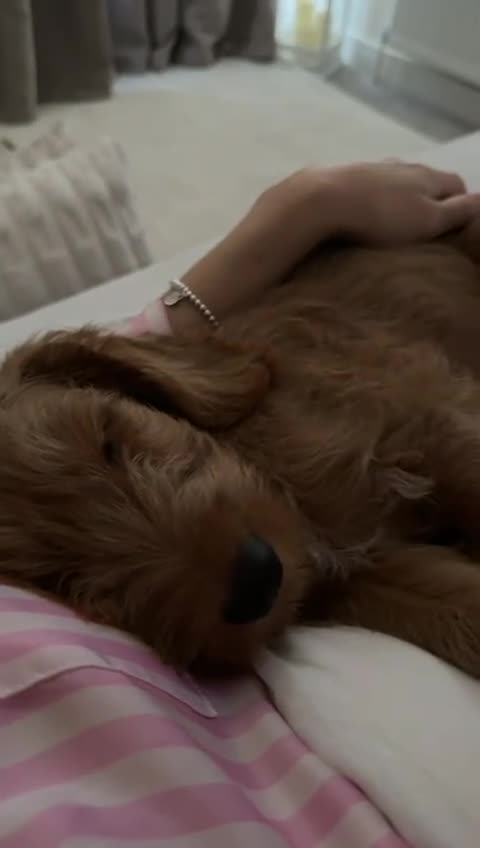 Goldendoodle dogs for sale: Puppy Goldendoodle Puppy For a Special Home - Video 1