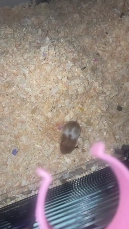 Hamster rodents for sale: Syrian hamster  in Telford - Video 1