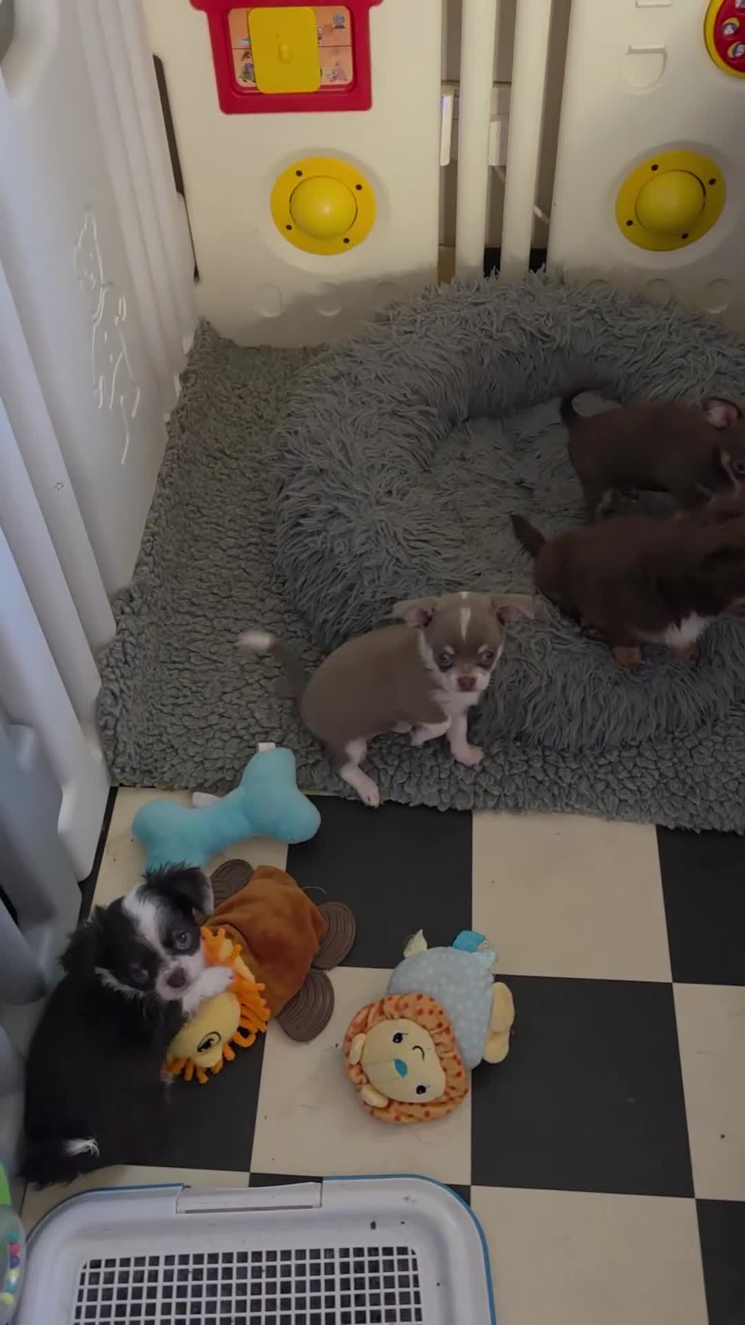 Chihuahua dogs for sale: Kc reg Chihuahua Puppys health tested parents - Video 1