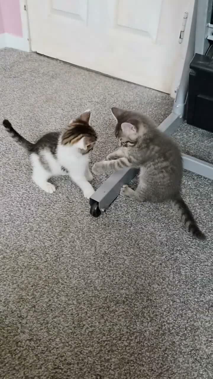 Mixed Breed cats for sale: Gorgeus kittens fir sale . - Video 1