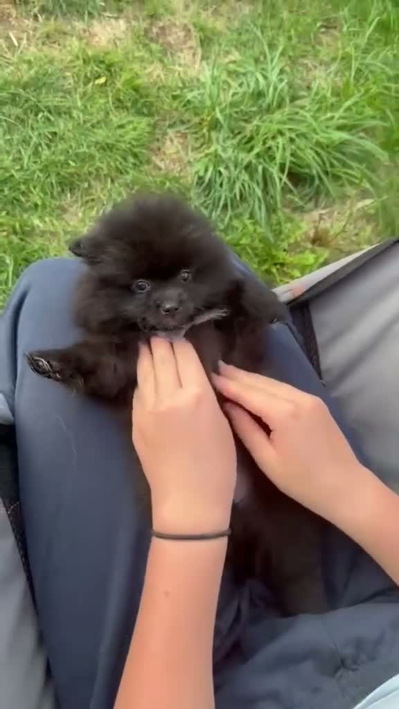 Pomeranian dogs for sale: 🩷 only 1 left Rare black pomeranian girl🩷 - Video 2