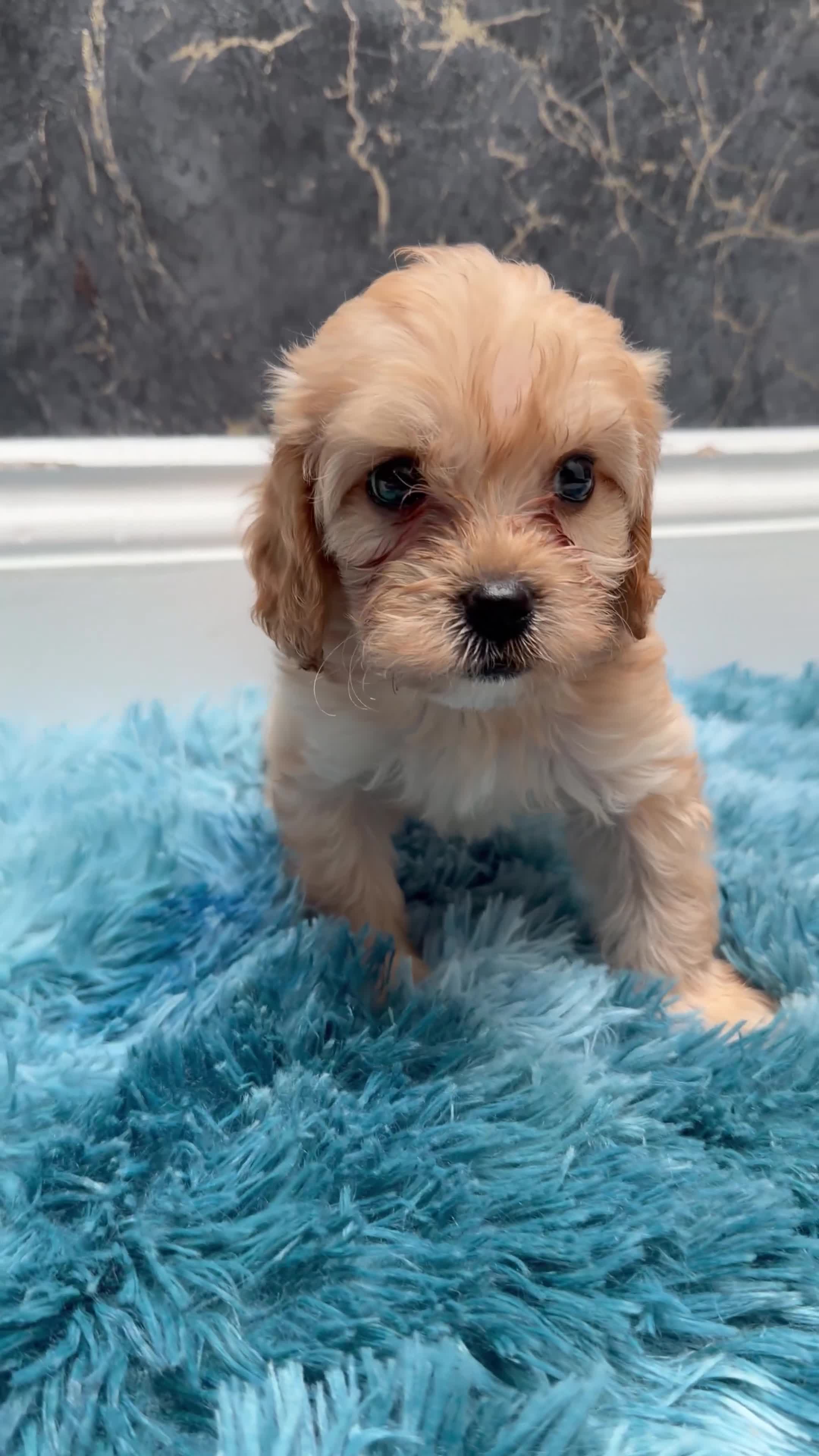 Cavapoo dogs for sale: Stunning Cavapoo Puppies - Video 3