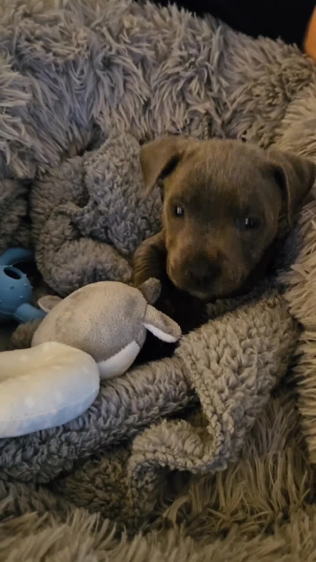 Staffordshire Bull Terrier dogs for sale: Beautiful Blue Staffy Boy  - Video 1