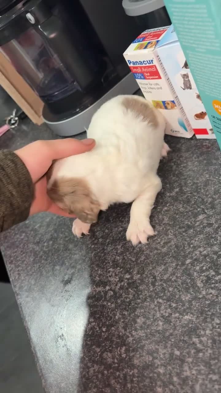 Sprocker dogs for sale: Working sprocker spaniels for sale  - Video 4