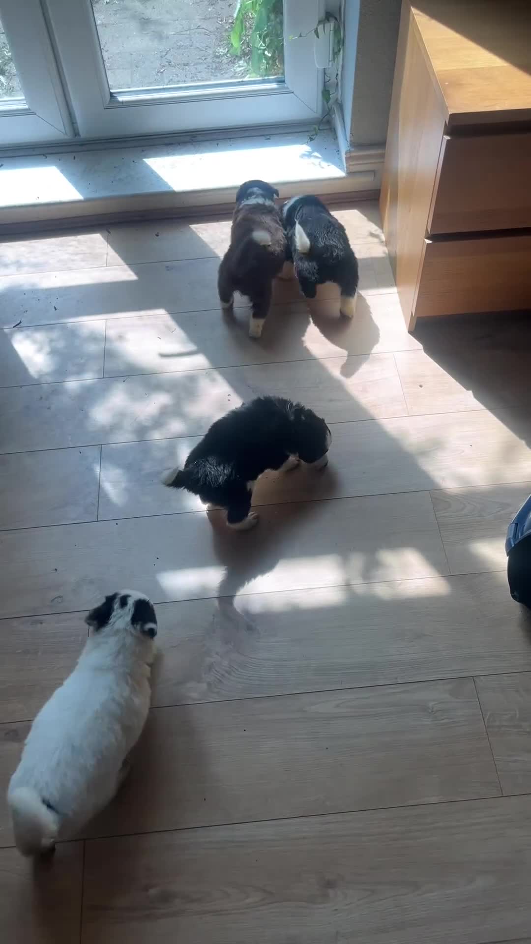 Border Collie dogs for sale: Border collie pups  - Video 1