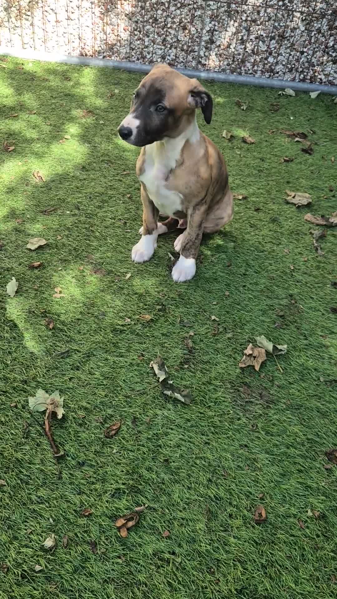 Whippet dogs for sale: ready to leave 2 kc registered whippet pups - Video 3