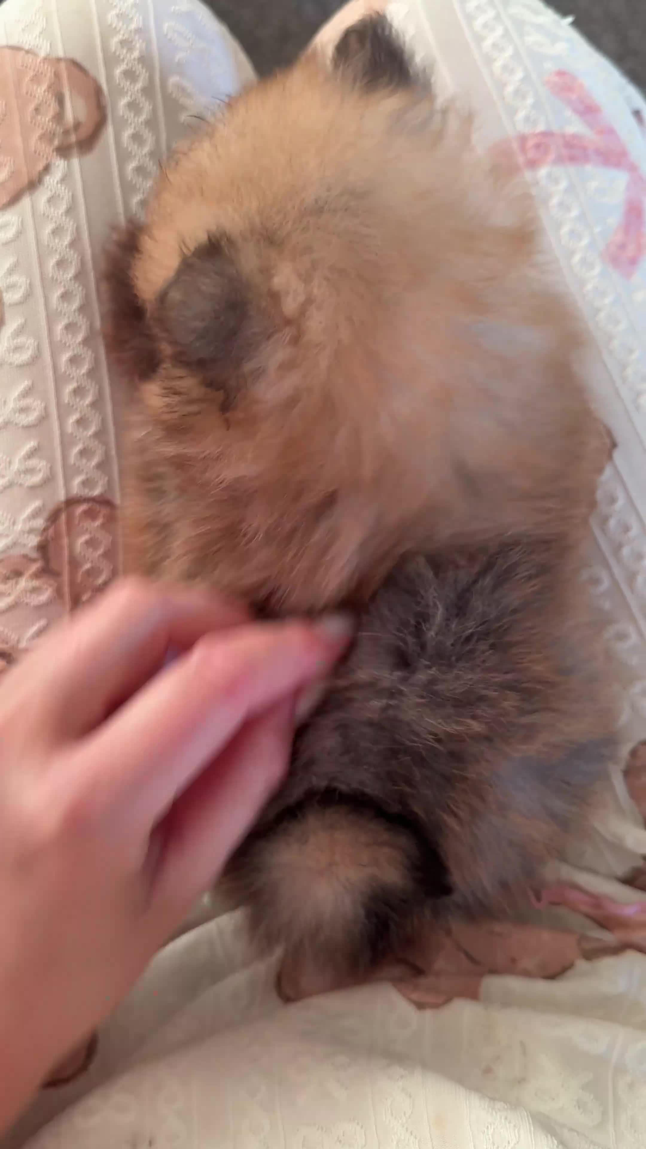 Pomeranian dogs for sale: Fluffy Pomeranian Boys Full of Love  - Video 1