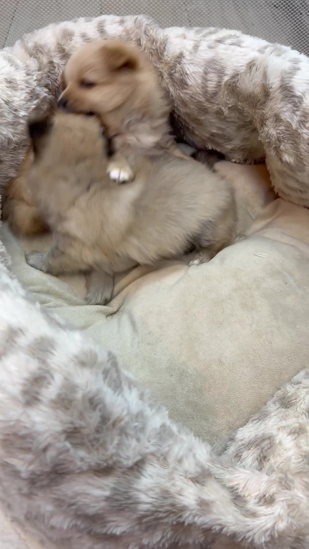 Pomeranian dogs for sale: Adorable puppies - Video 1