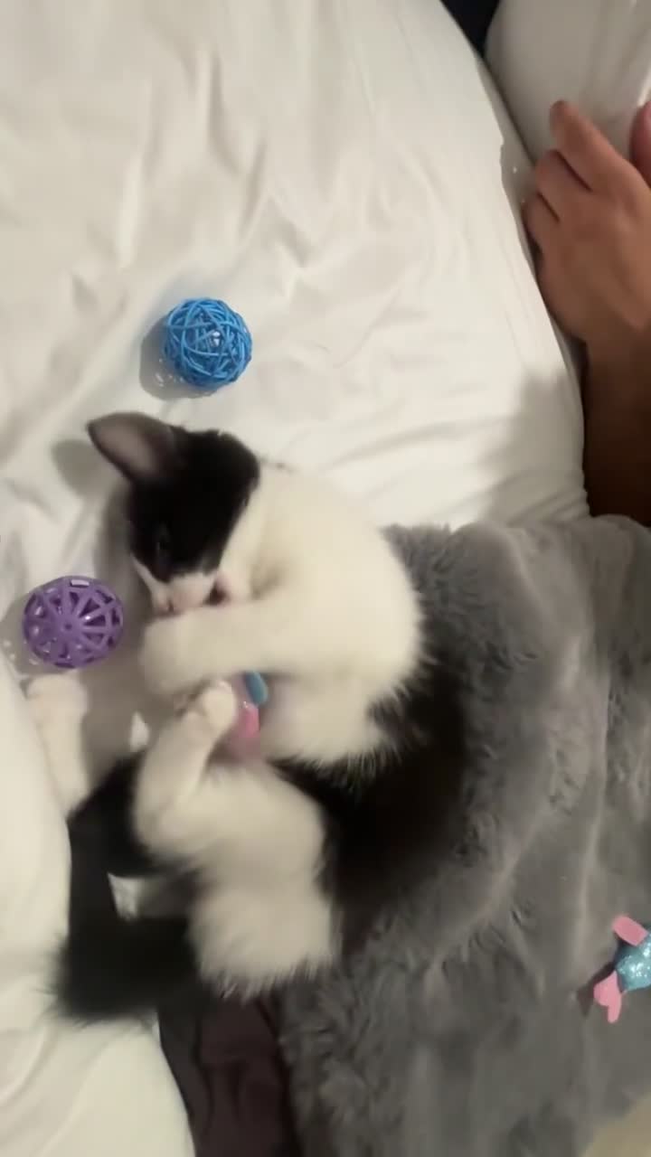 Domestic Shorthair cats for sale: 10 week old kitten | Ready to collect ASAP - Video 1