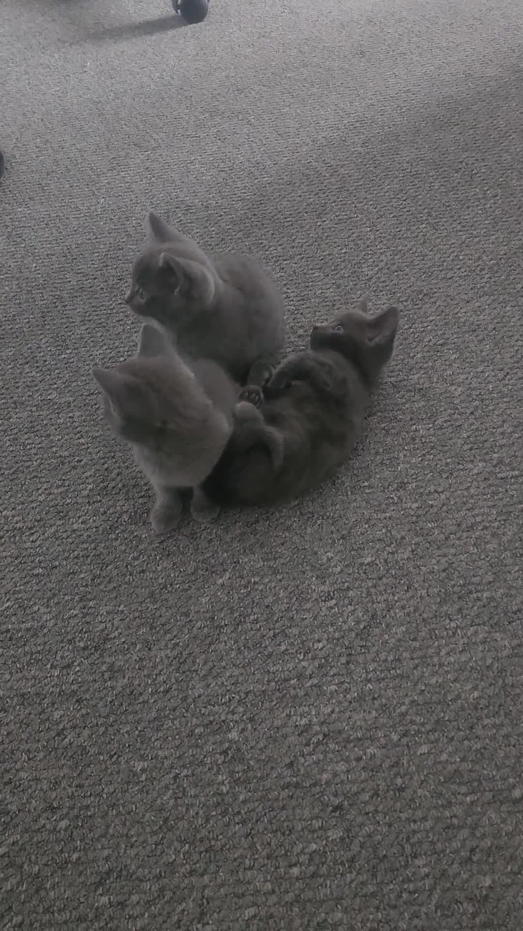 Russian Blue cats for sale: 1 Russian Blue kitten available - Video 3