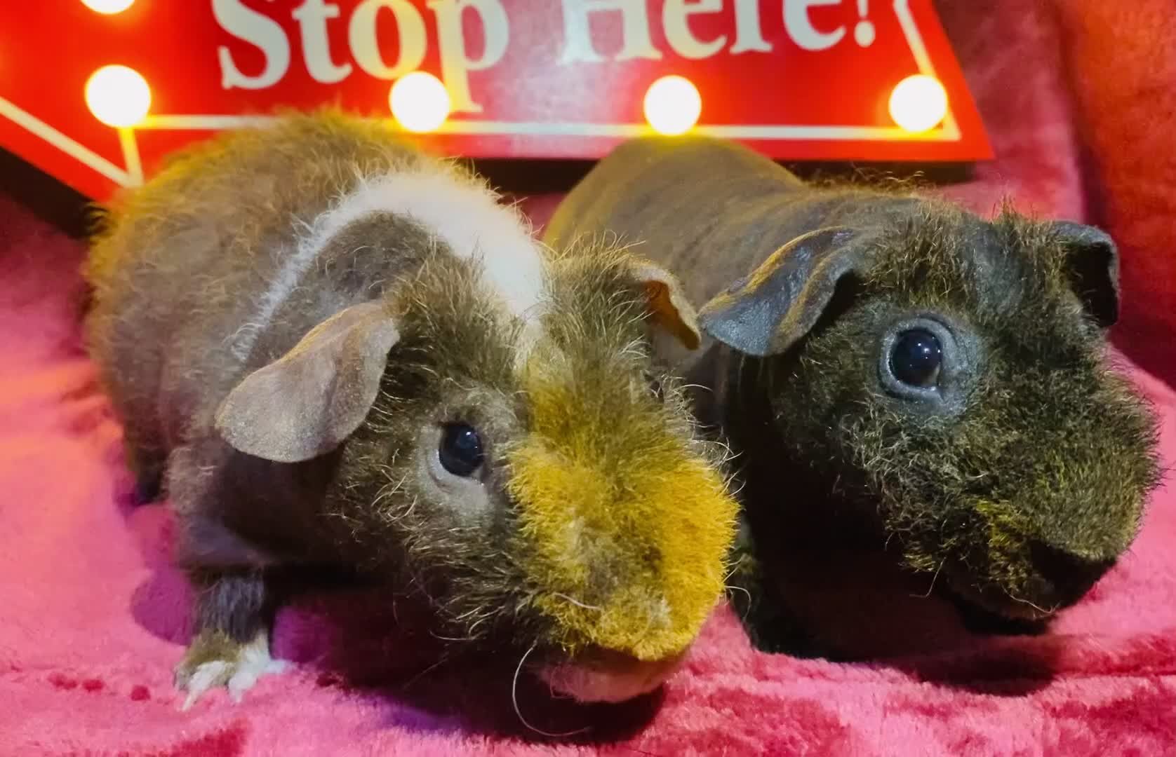 Guinea Pig rodents for sale: Skinny pig and werewolf baby boy pair - Video 1