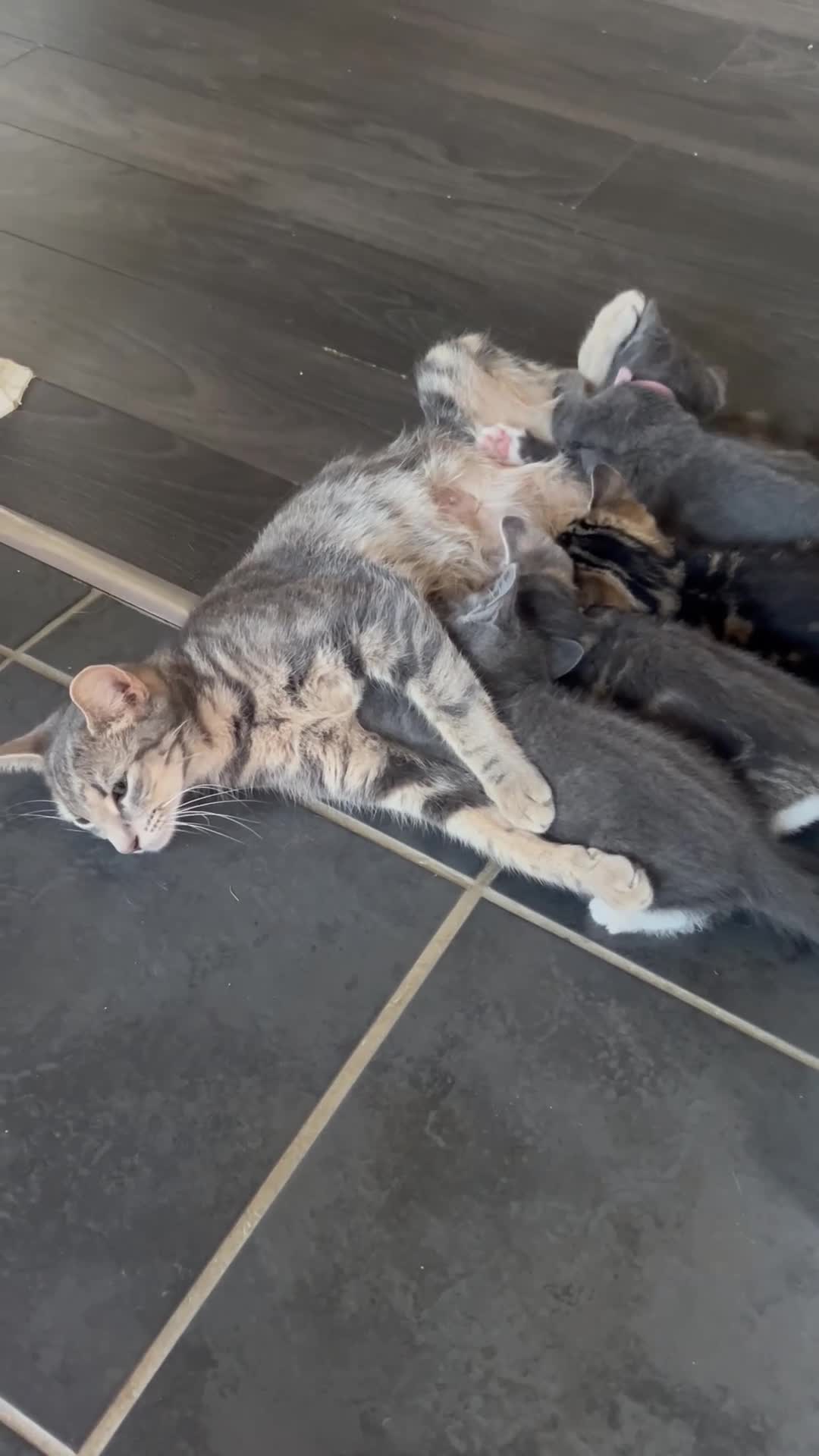 Mixed Breed cats for sale: 4 stunning kittens 😍😍 - Video 1