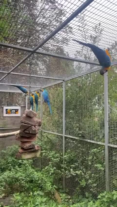 Macaws birds for sale: Proven breeding pair blue & gold macaws - Video 4
