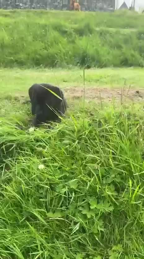 Labrador Retriever dogs for sale: Beautiful KC registered Labrador Pups - Video 2