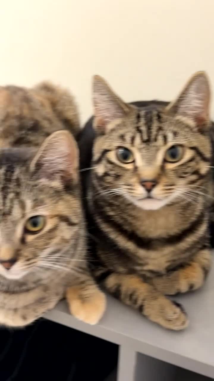 Domestic Shorthair cats for sale: 2 kitten - Video 2